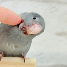 【動画更新🪄ひとり餌‪になりました☆】かっこよくて、可愛くて、🐣💖マメルリハ(モーブ) ヒナ
