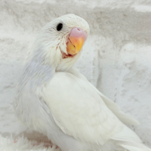 たくさん遊ぼう♬セキセイインコ(ダブルファクター) ヒナ