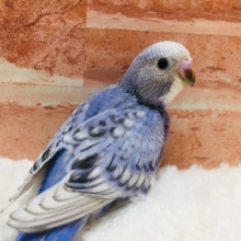 透き通ったきれいな青色✨✨✨　セキセイインコ（スパングル）