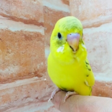 人気カラーのセキセイちゃんがやって来ましたよ～🎵　セキセイインコ（ハルクイン）
