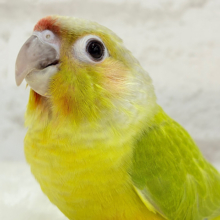 【動画更新🪄】”可愛いっ💘”が止まらないっっっ♬ウロコインコ(ダイリュート)