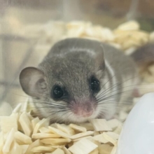 8/20更新☆かくれんぼの達人⁉︎ねむねむアフリカヤマネ✨唯一無二のパイドカラー