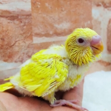 ヒヨコそっくりなコがやってきましたよ～🎵　セキセイインコ（ルチノー）