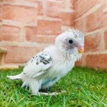 まるでクッキークリーム⁉⁉　セキセイインコ（白ハルクイン）