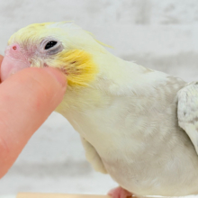 儚げカラーに魅了されちゃう🧚.*･ﾟオカメインコ(イエローフェイスシナモンパールパイド)