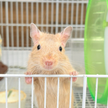 【最新画像更新🪄】慎重派なボクとも仲良くしてね？💖デグー(サンド) 男の子