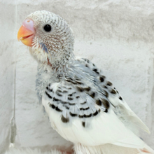 弾ける笑顔が可愛い子♬*°セキセイインコ(パイド) ヒナ