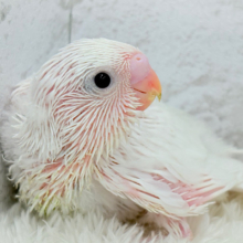 溢れ出る透明感〜〜〜🫧セキセイインコ(ダブルファクター) ヒナ