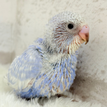 どんな仕草も愛おしい♡セキセイインコ(スパングル) ヒナ