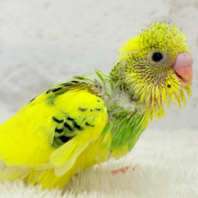 モリモリ食べるゾ‪☆食欲旺盛さん~♩♩セキセイインコ(パイド) ヒナ