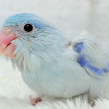 【最新画像更新🪄】人気者🐣美カラーマメちゃんを見逃すな！！マメルリハ(アメリカンホワイト) 男の子 ヒナ