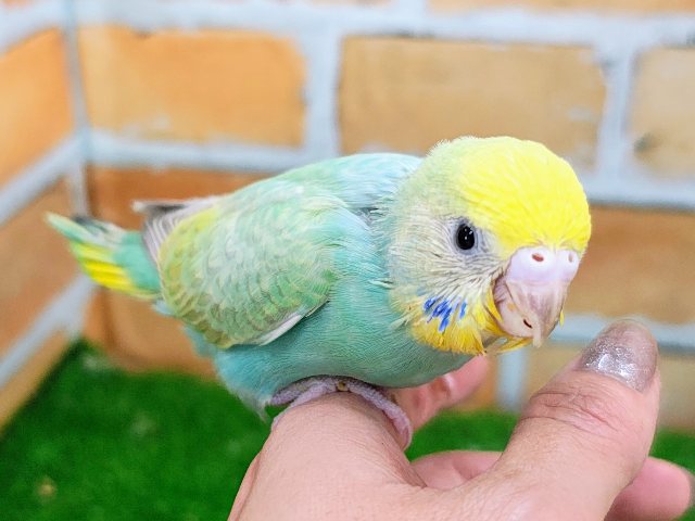 Beautiful Rainbow🌈 セキセイインコのヒナ(パステルレインボースパングル)入荷しました❤️ Beautiful Rainbow🌈 セキセイインコのヒナ(パステルレインボースパングル)入荷しました❤️