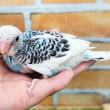 派手派手パイド✨セキセイインコのヒナ(ブルーパイド)入荷しました❤️