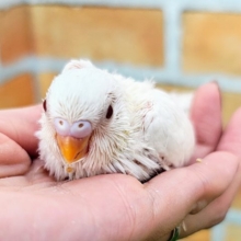 美白セキセイ‎🤍セキセイインコのヒナ(アルビノ)入荷しました❤️