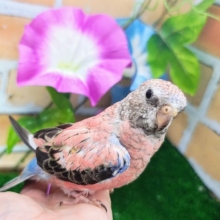女の子確定♥目指せ𝕞𝕠𝕕𝕖𝕝💅👠ｶﾜｲｲだけじゃないの😉🩷秋草インコ(ローズ/2025年2月下旬)