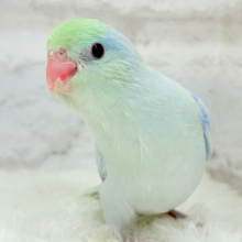 【動画更新🪄】果汁たっぷり🍋‍🟩🫧マメルリハ(ターコイズダイリュートライム) 男の子 ヒナ