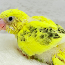 ミツバチカラーの人気者🐝⋆゜セキセイインコ(ハルクイン) ヒナ