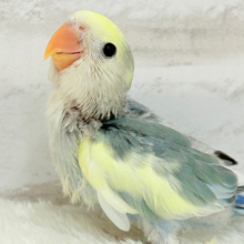 【最新画像更新🪄】果汁たっぷり青リンゴ🍏コザクラインコ(ブルーチェリーパイド) ヒナ