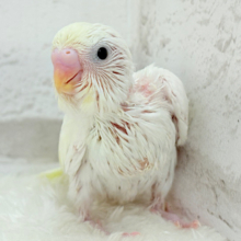 甘酸っぱい🍋レモンチーズケーキ🍰セキセイインコ(クリーム) ヒナ