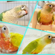 【-`📣⋆千葉店開催】春のウロコインコ祭り🌸.*･ﾟ