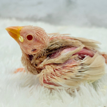 透き通る赤目さん☆　吸い込まれてください♪シナモン文鳥〜〜
