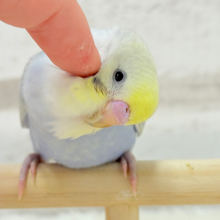 【動画更新🪄ひとり餌になりました！】可愛い子みーっけたっ！！！セキセイインコ(パステルレインボー) ヒナ