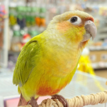 【動画更新🪄】可愛さ天下一品🐥💘ウロコインコ(ダイリュート) ヒナ
