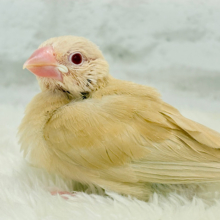 【最新画像更新🪄】目ﾁﾞｶﾗで、あなた、にがしませんっ(*´з`)　みりょく１２０％の　シナモン文鳥～～