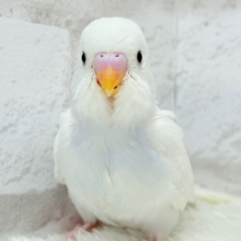 【最新画像更新🪄】ほんわか〜おっとり〜🫧セキセイインコ(ダブルファクター) ヒナ
