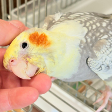 【最新画像・動画更新🪄】背が高いんだ〜🐥🫧オカメインコ(パールパイド) ヒナ