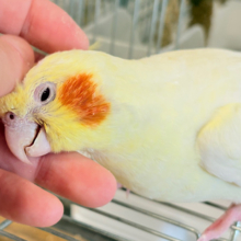 【最新画像・動画更新🪄ひとり餌になりました‪☆】この顔っ　さいこーーー♪♬　だねっ　オカメインコ　ルチノー～～