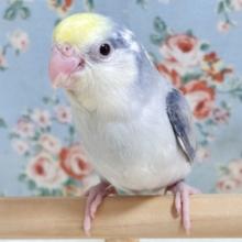 マメルリハ   ターコイズバイオレットモーブパイドファロー  男の子  🐦✨.ﾟ･*..☆