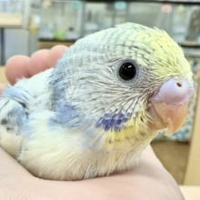 【最新画像更新🪄︎︎】好奇心旺盛💙💛セキセイインコちゃん（パステルレインボーパイド）ヒナ