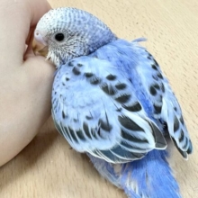 【最新画像】恥ずかしがりやなセキセイインコちゃん（オパーリン）ヒナ