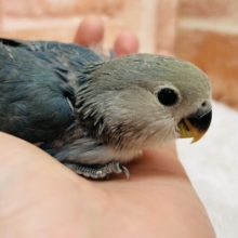 美しい青色が魅力的☆☆☆　コザクラインコ（ブルーチェリー）