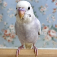 セキセイインコ  ライラック  💜💐‎🤍