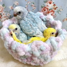 セキセイインコちゃんず3羽入舎しました！☆*🐥🐥🐥