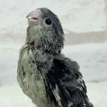 【最新画像更新🪄】わったわた︎︎☁もっこもこ🫧サザナミインコ(モーブ) ヒナ
