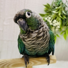 最新画像⭐️ヒナ餌卒業❣️ドヤ顔の得意なウロコインコ（ブルー）💙