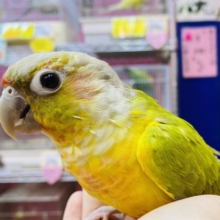 最新画像あります✨ヒナ餌卒業❗️派手派手なお色でみんなを魅了しちゃうよ〜✨ウロコインコ（ダイリュートパイナップル）🍍