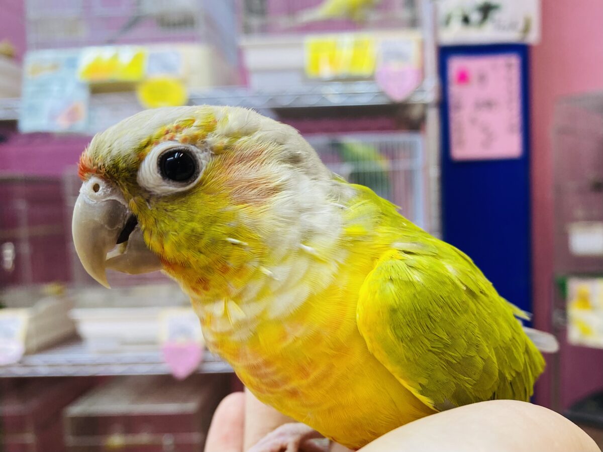 最新画像あります✨ヒナ餌卒業❗️派手派手なお色でみんなを魅了しちゃうよ〜✨ウロコインコ（ダイリュートパイナップル）🍍