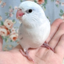 マメルリハ ダイリュートライラック  💜️️️🩵✧*。