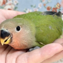コザクラインコ  ノーマル  🍊🌿‬