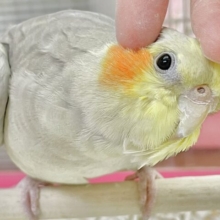動画あり🌟最新画像あり🌟 カキカキ大好きクリーミーさん～👑 オカメインコ(シナモン)