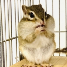 かわいいシマリスさん入舎です🐿️❤︎*