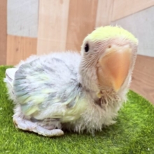 ブルー✖️クリームの黄金バッテリー✨コザクラインコのブルーチェリーオパーリン❣️