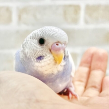 最新画像あり⭐️白多めさん🩵🤍セキセイインコ（ブルースパングルパイド）