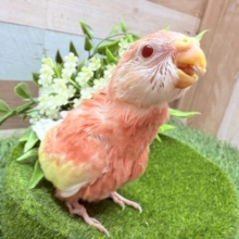 最新画像あります🌟明るいピンクがビューティフォー💓アキクサインコのルビノー❣️