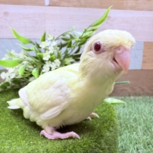 最新画像あります🌟クリームカラーの優しいお色が素敵ですっ♪サザナミインコのクリームイノ❣️