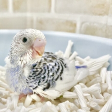 素敵な色合い〜🩵🤍セキセイインコ（ブルーパイド）